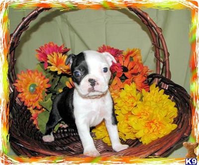 Puppies in KY